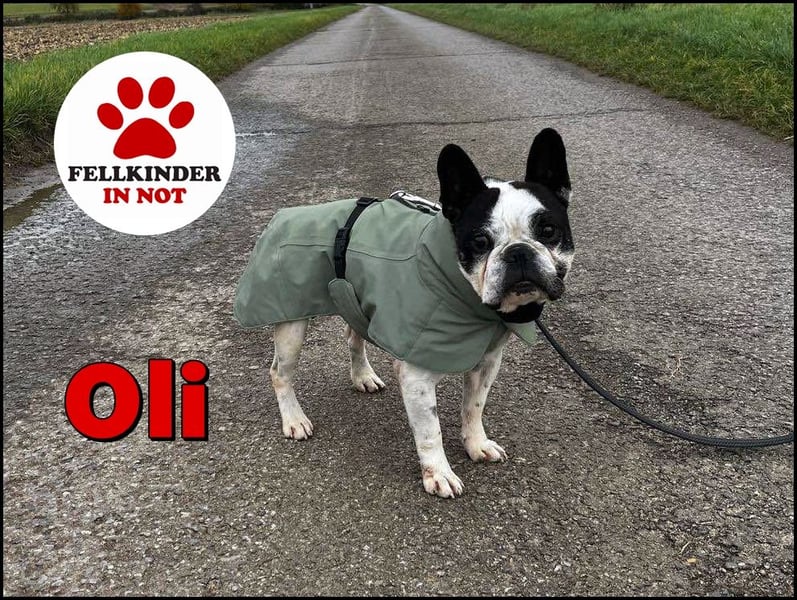 kleine süße französische Bulldogge Oli sucht ein Zuhause