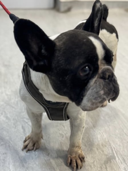 Maribel - wo sind die Frenchie Liebhaber?