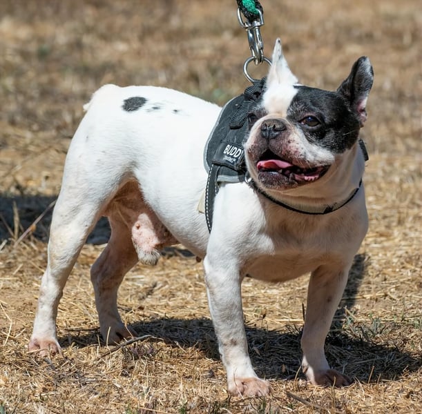 Balou – ein kleiner Clown