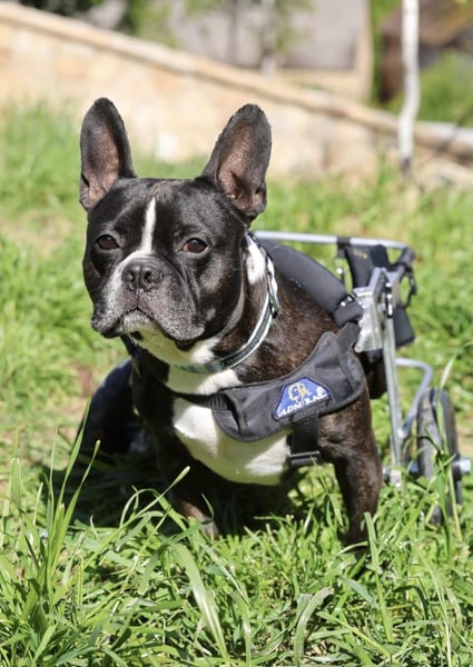 Rico sucht Körbchen zum Ankommen