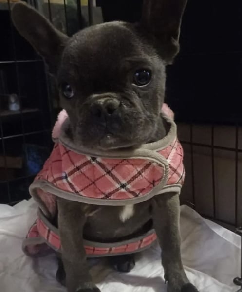 BUNNY - LIEBE HÜNDIN