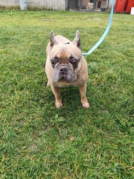 ARCI - das süße Männlein ist im Tierheim sehr traurig und wartet auf ein neues Zuhause