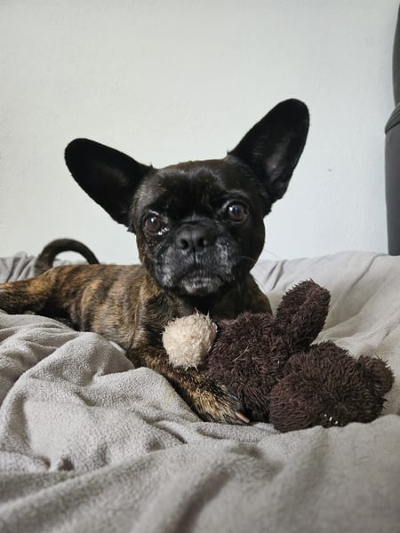❤️Batman 7 J., 28 cm, kastr. französische Bulldogge Mix  sucht sein Glück