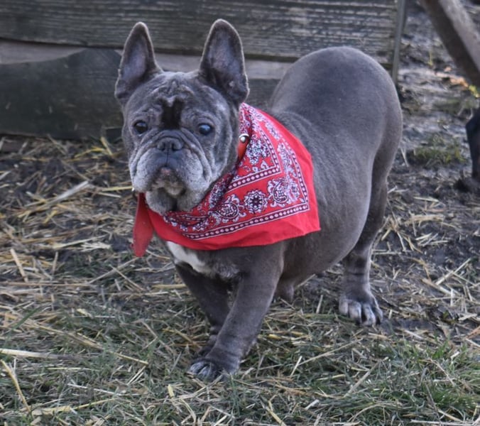 Fleur - ausgenutzt und entsorgt!