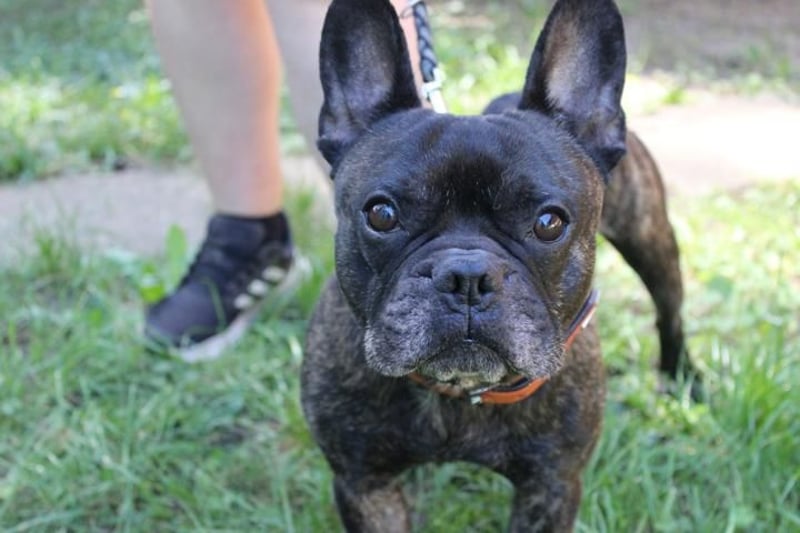 Ralfi, Franz. Bulldogge, geb. 2018, lustiger Bollerkopf sucht seinen Menschen, Einzelhund