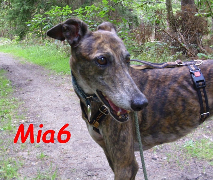 Mia6 geb. 10/2017 (in Deutschland) - zutrauliche und verschmuste Galga!