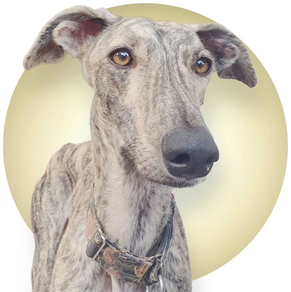 Toni, sucht Zuhause mit Hundekumpel