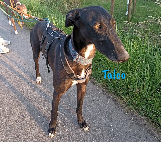 Talco geb. 06/2024 (in Deutschland) - liebenswerter junger Galgo!