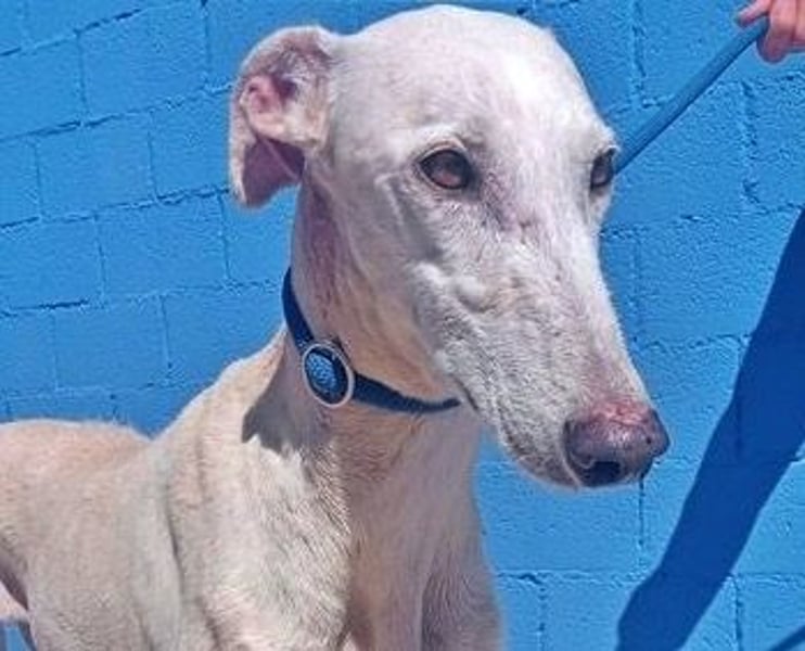 India, eine ruhige Galga