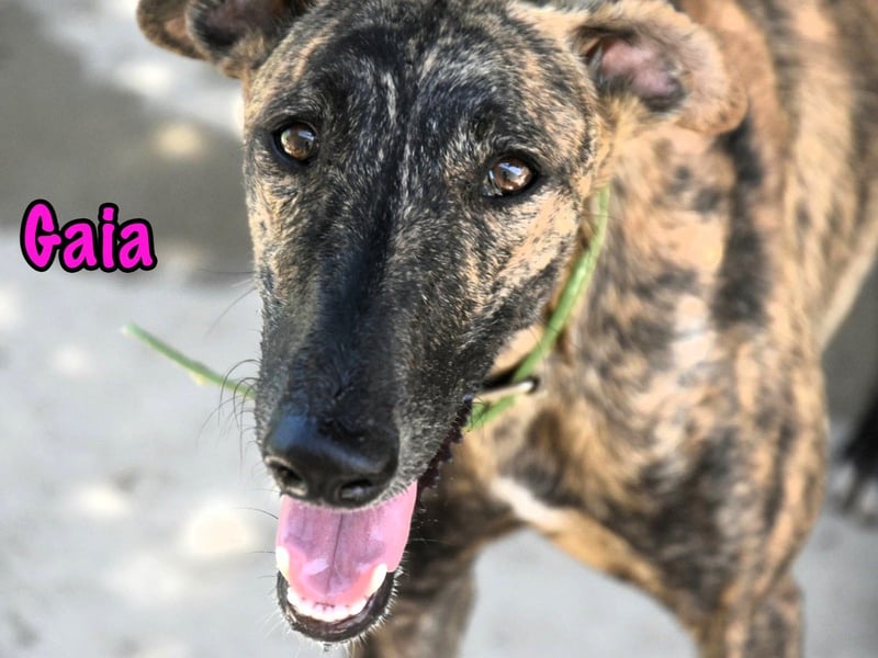 Gaia geb. 01/2025 (ESP) - liebe, verschmuste und zärtliche junge Galga!