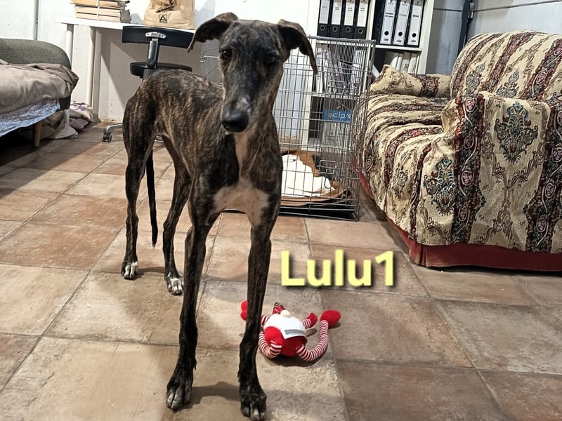 Lulu1 geb. 02/2025 (ESP) - sympathisches und fröhliches Galgo Mädchen!