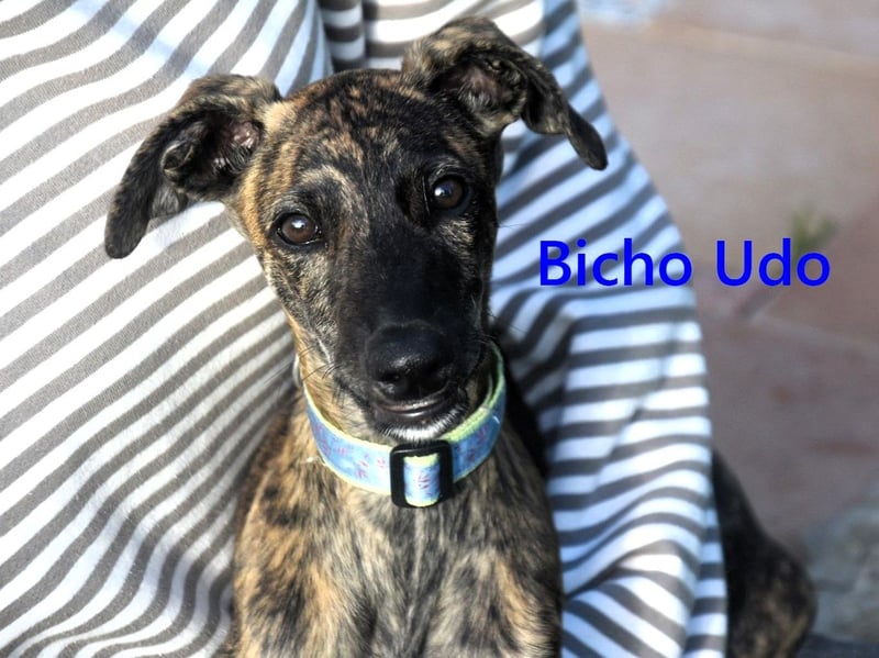 Bicho Udo geb. 07/2025 (ESP) - aufgeweckter und verspielter Galgo Welpe!