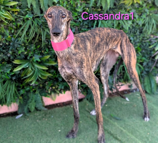 Cassandra1 geb. 09/2023 (ESP) - edle und sanftmütige Galga!