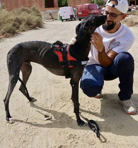 Hank - lässt sich gerne anfassen, zutraulich und freundlich