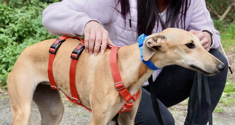 Nora - freundlich, kinderfreundlich und leinenführig / bereits in Deutschland