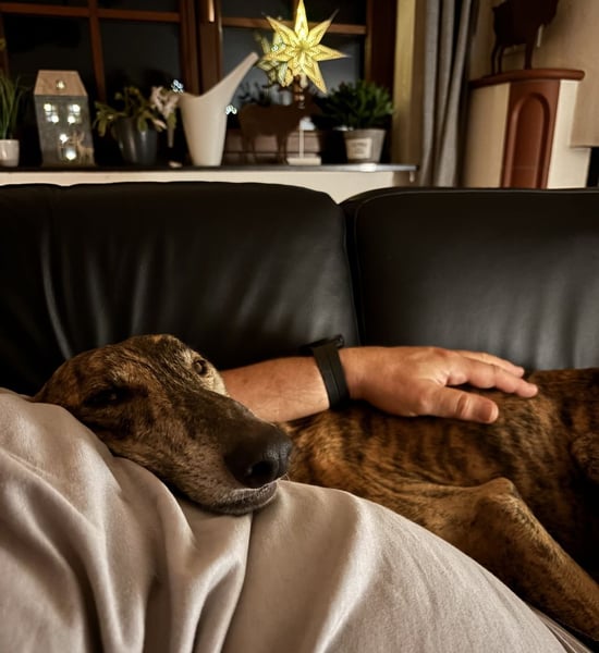 Rudi - befindet sich in einer Pflegestelle in 76593 Gernsbach