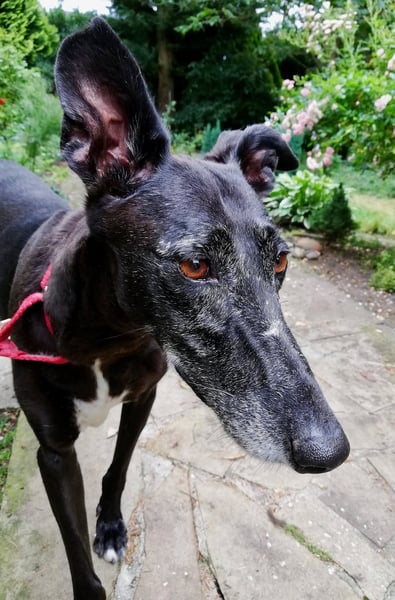 Galga Primavera - liebevoll, menschenbezogen und verschmust