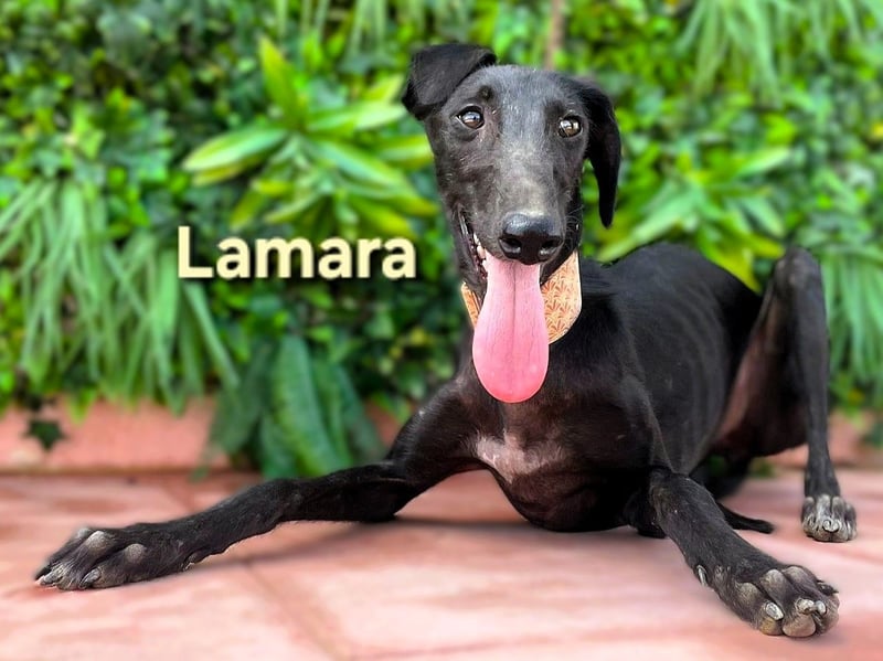 Lamara geb. 02/2025 (ESP) - sanfte und sensible Galgo Welpin!