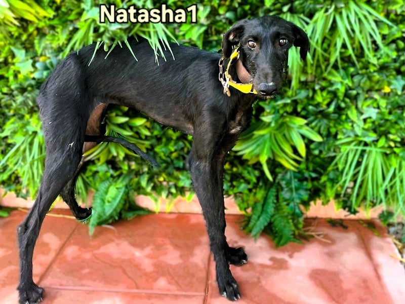 Natasha1 geb. 02/2025 (ESP) - zärtliche und freundliche, junge Galga!