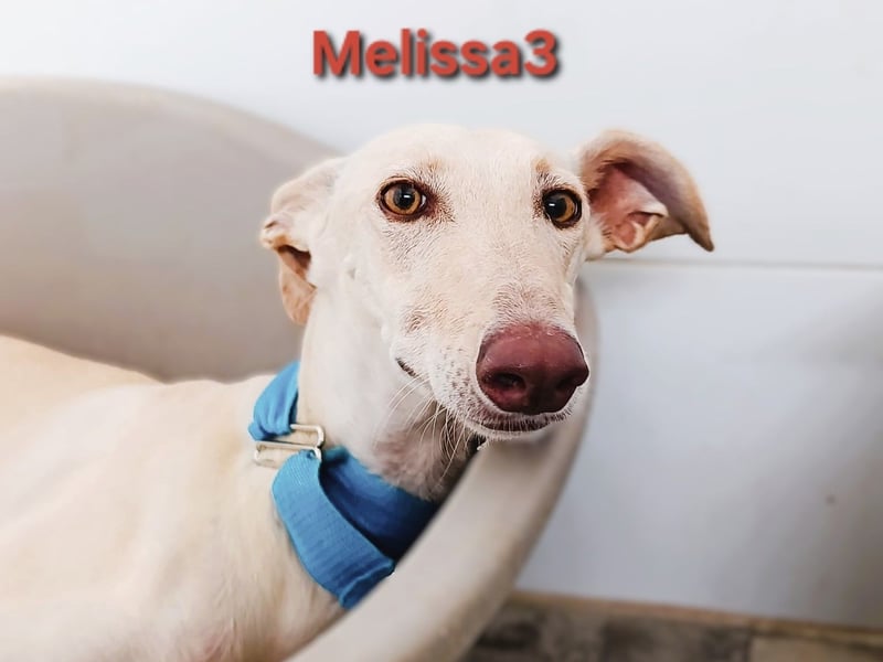 Melissa3 geb. 06/2022 (ESP) - wunderschöne, zurückhaltende Galga!