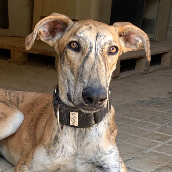 TIGER-sanfter Galgo, voller Lebensfreude und Energie, aber auch mit ruhiger Seite, verschmust, sanft