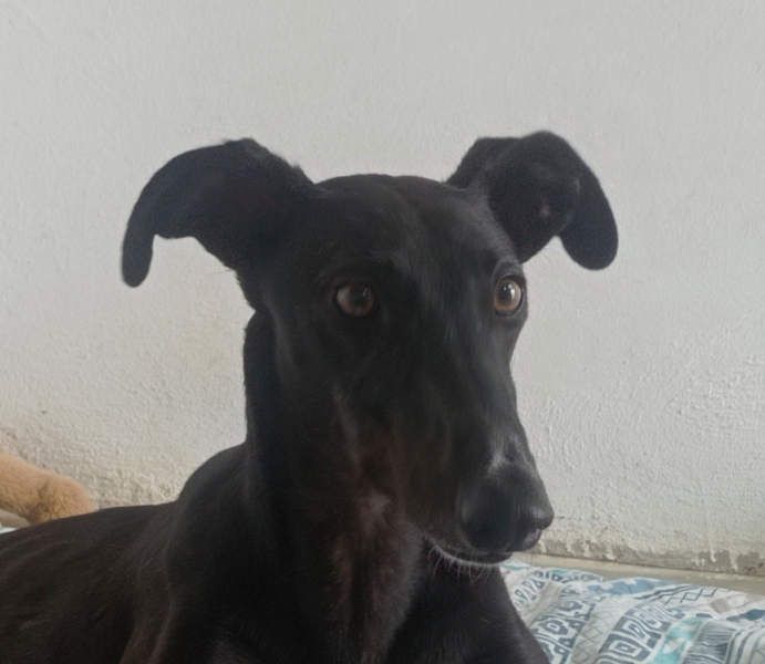 RASMIA-Lebensfreude pur sucht liebevolles, aktives Für-immer-Zuhause