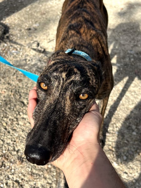 Pastora(TO) wunderschöne Hundedame