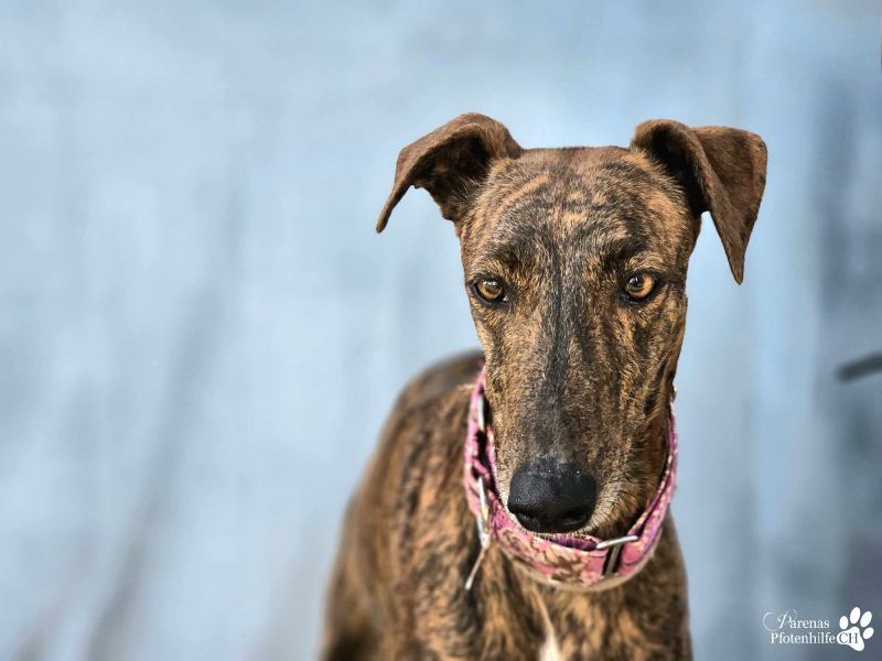 Elonia - auch für Galgoanfänger geeignet