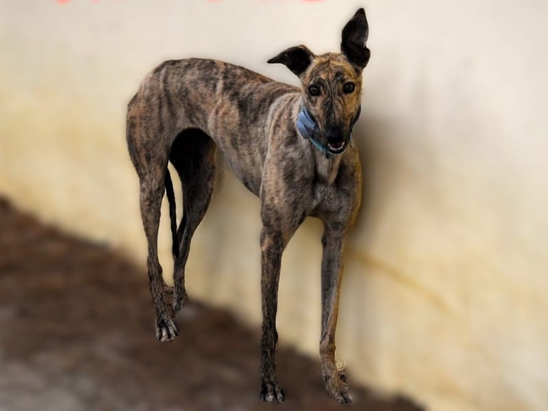 Wanda3 geb. 11/2023 (ESP) - menschenbezogene, hübsche Galga!