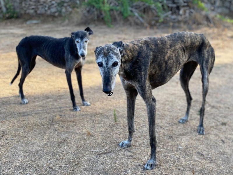 Monja & Hope – zwei Herzenshunde suchen Ihr Zuhause
