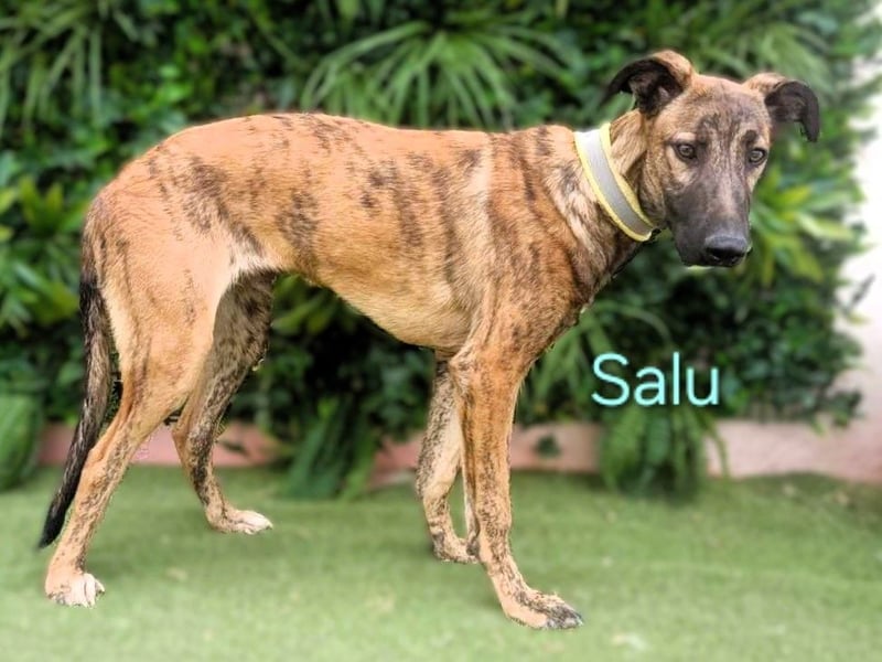 Salu geb. 12/2023 (ESP) - unglaublich liebevoller Galgo-Mix sehnt sich nach einem Zuhause!