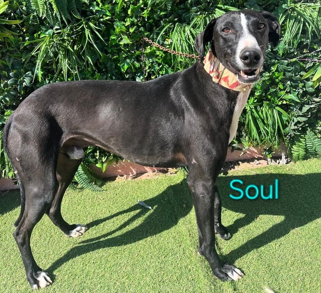 Soul geb. 05/2023 (ESP) - sanfter und liebevoller Galgo-Mix!