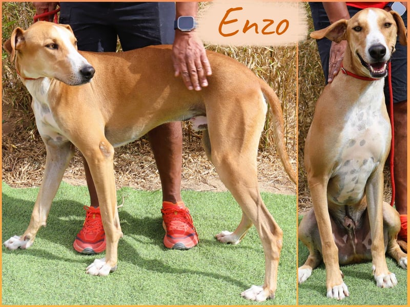 ✴️ ENZO ✴️  hatte mal ein Zuhause…