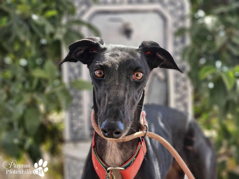 Huelva, bereits auf PS in Deutschland (Raum Darmstadt)