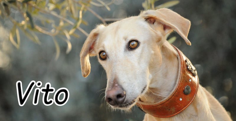 Möchtest du Vito zeigen, dass sein Weg in einem liebevollen Zuhause endet?
