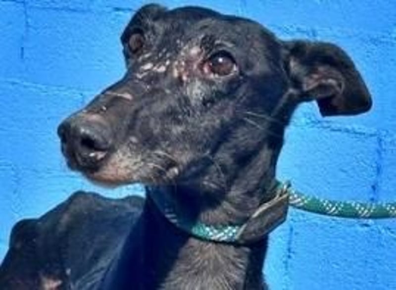 COULANT ein ruhiger Charakter