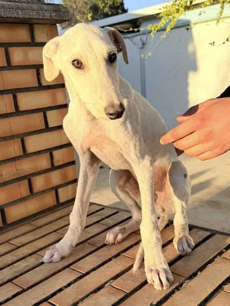 Horus - sanfter junger Galgo sucht Geborgenheit und Hundegesellschaft