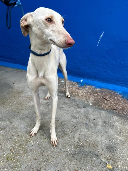 Frambuesa, Still, sensibel, voller Liebe