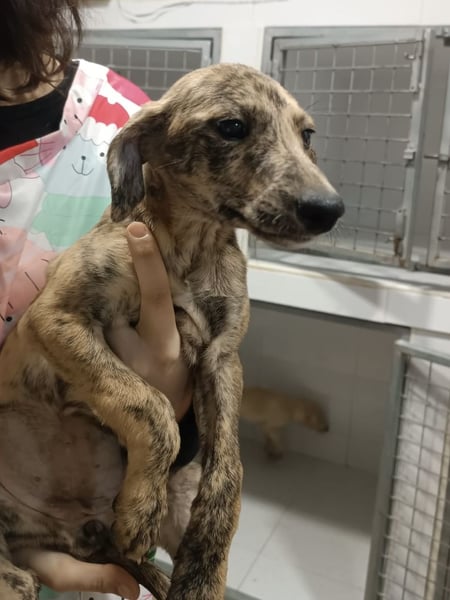 Estrella, zartes Galgokind sucht Zuhause