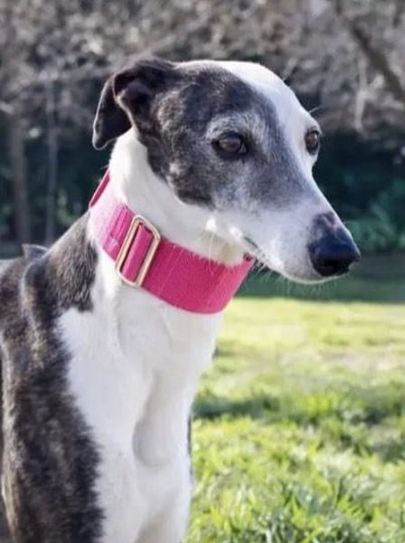 Oreo, eine wunderschöne soziale Galga