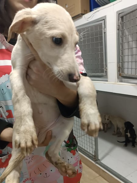 Navidad, ist bereit die Welt zu entdecken