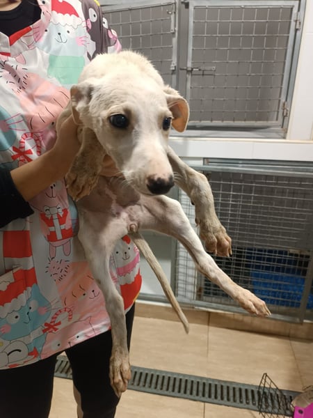 Belén, ein Welpenkind zum Verlieben