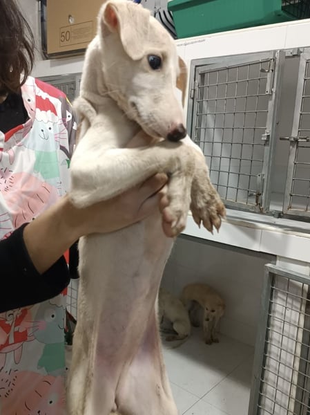 Bola, sanftes Galgokind sucht Glück