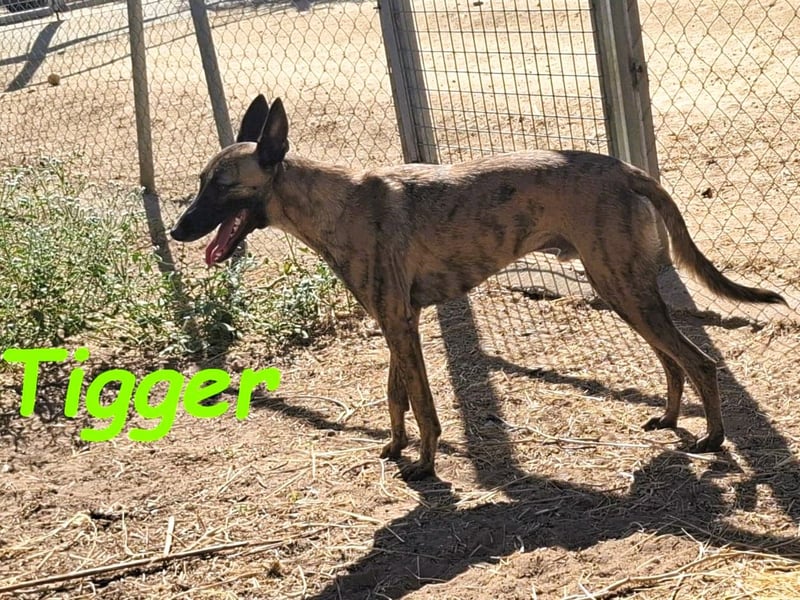 Tigger geb. 07/2024 (ESP) - lebensfroher, kluger und verschmuster Galgo-Mix!