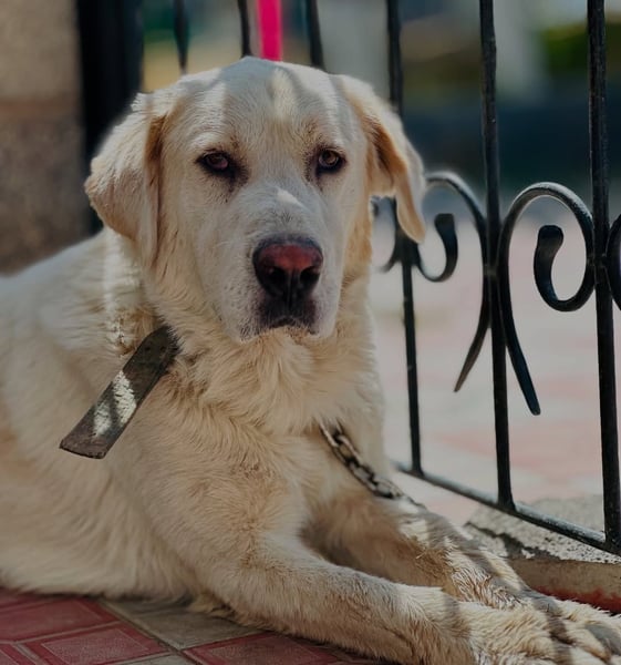 Jeck - ein wunderschöner, lieber Labrador - Retriever - Mischling sucht sein Für -immer -Zuhause
