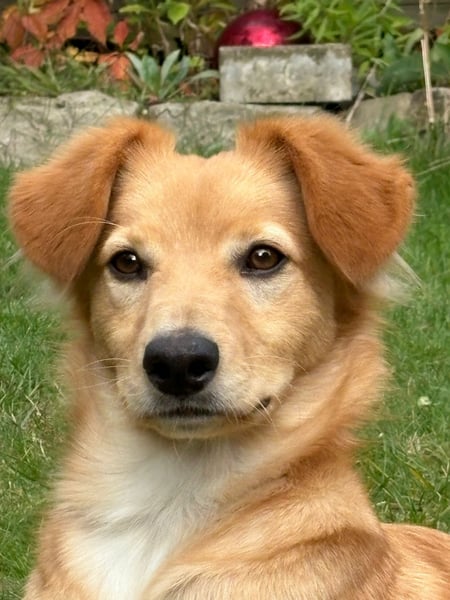 Freddy, Retrievermix sucht ein Zuhause