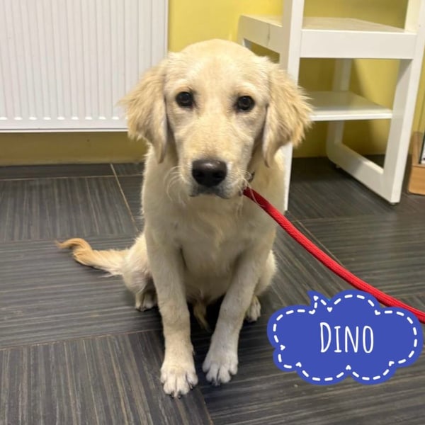 Dino ein Engelchen