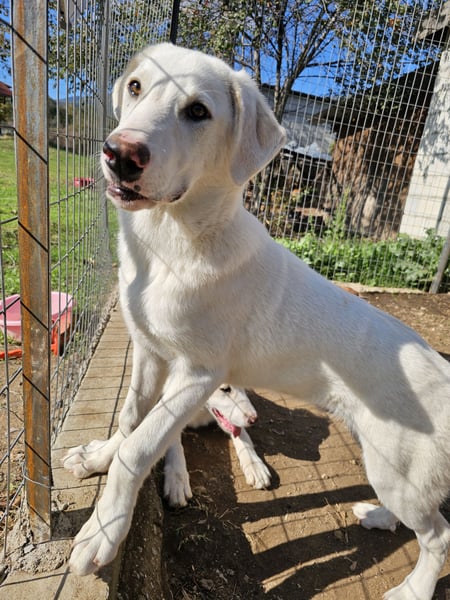 Hund Welpe Tierschutz Rüde Liam