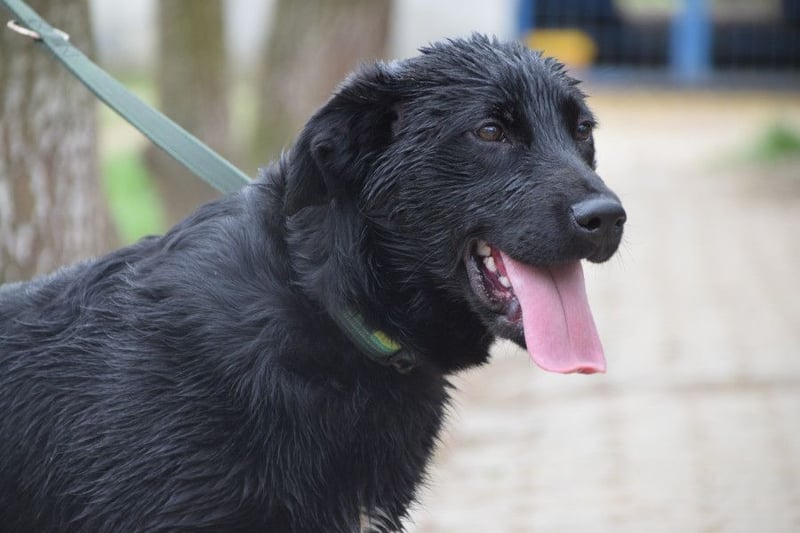 Sam - fröhlicher, agiler Junghund der es liebt die Welt zu erkunden