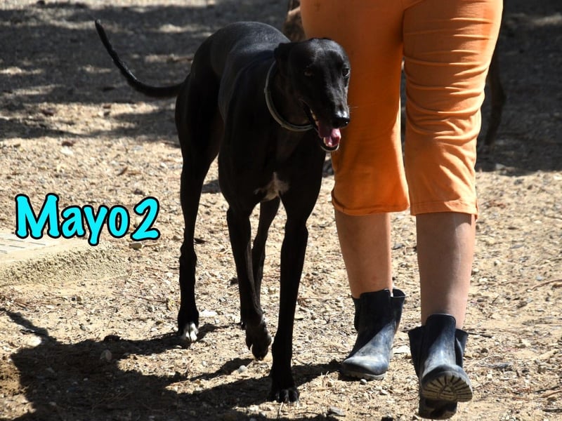Mayo2 02/2023 (ESP) - gelassener und außergewöhnlich schöner Greyhound!